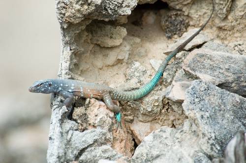 Vous n'arrivez pas à voir les images ? Contactez-nous sur jean@artips.fr