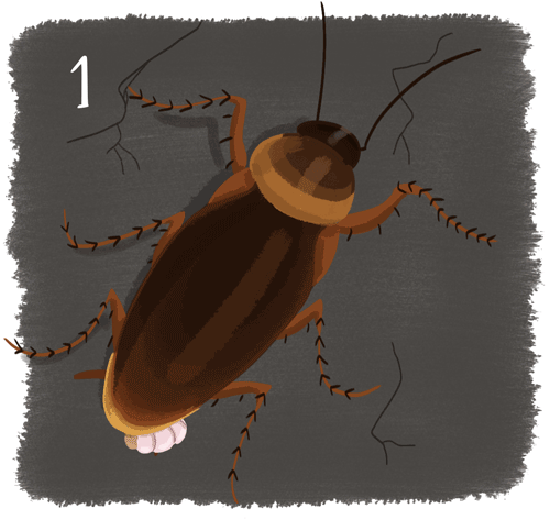 Illustration Sciencetips