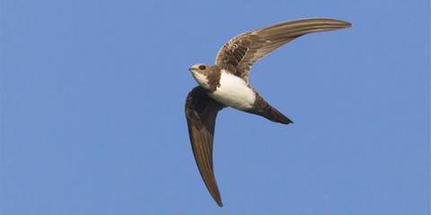 Cliquez pour voir le jeu en ligne