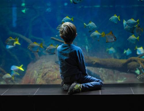 Un aquarium (Berlin)
