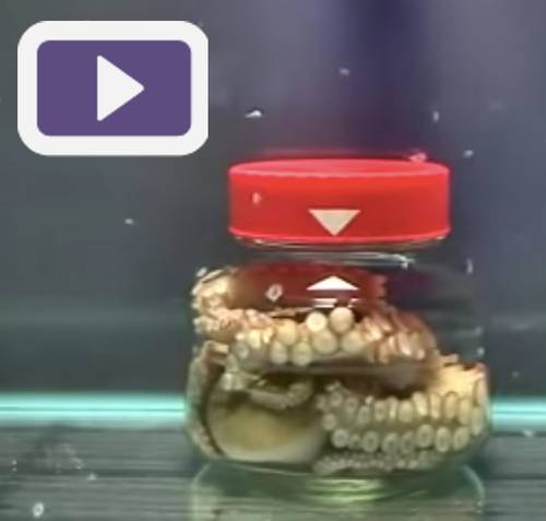 Observer un poulpe s'échapper d'un bocal fermé (vidéo)